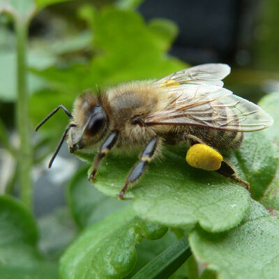 Bild vergrößern: Eine Honigbiene sitzt auf einem Blatt.