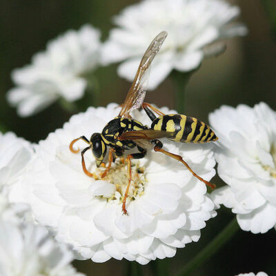 Bild vergrößern: Eine Wespe sitzt auf einer weißen Blüte.
