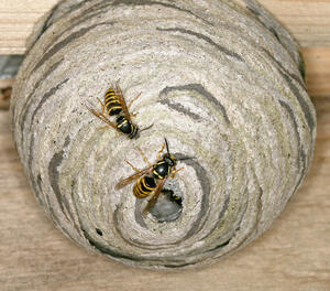 Bild vergrößern: Zwei Wespen sitzen am Eingang ihres Wespennestes.