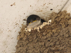 Bild vergrößern: Ein kleiner Schwalbe schaut aus seinem lehmartigen Nest heraus.