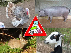 Bild vergrößern: Achtung-Schild mit Symbolen der Tierseuchenbekämpfung auf Fotos eines Truthahnes, eines Schweins, eines Kaninchens und eines Schafes.