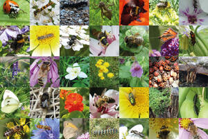 Bild vergrößern: Fotos von Insekten, wie Bienen, Marienkäfer, Hummel, sind zu einem großen Mosaik zusammengefügt.