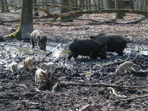 Bild vergrößern: Wildschweine mit ihren Frischlingen suhlen mit ihrer Nase im Waldboden an einem Bachlauf.