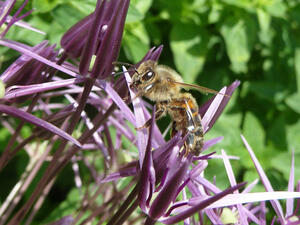 Bild vergrößern: Eine Wildbiene sitzt auf einer violetten Blüte.