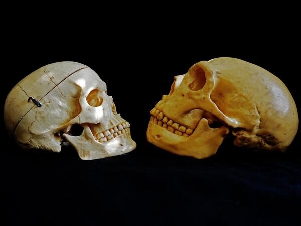 Bild vergrößern: Homo sapiens und Neanderthaler